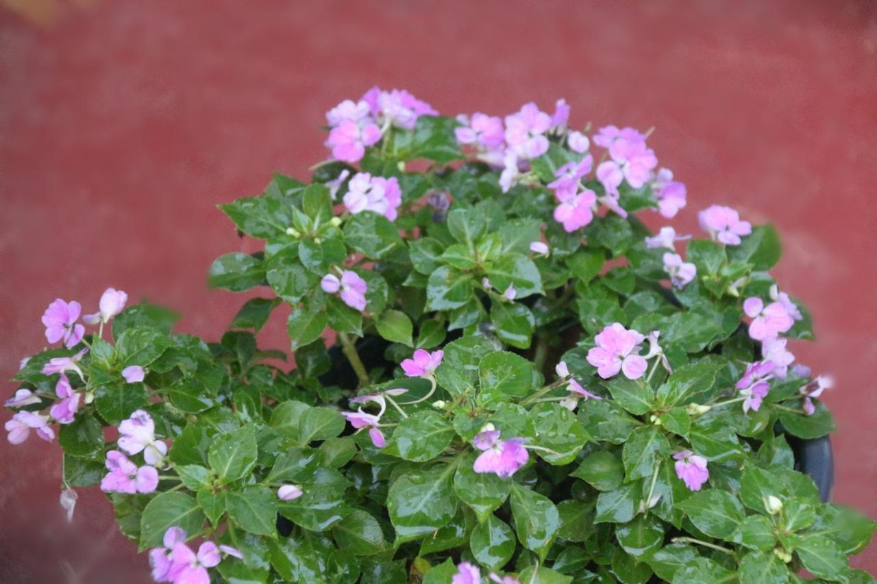 Apple Sara Home Stay Kandy Esterno foto
