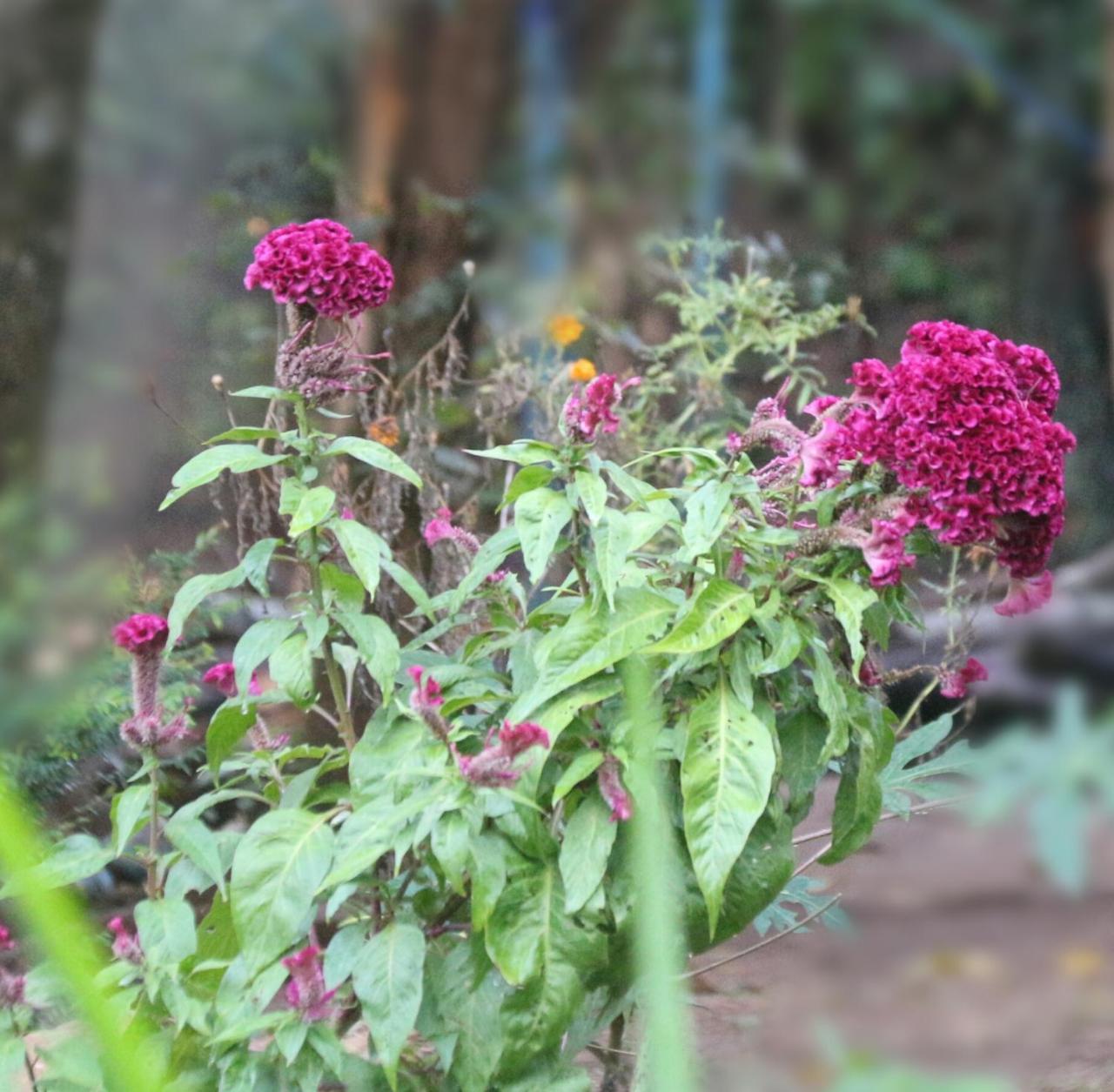 Apple Sara Home Stay Kandy Esterno foto